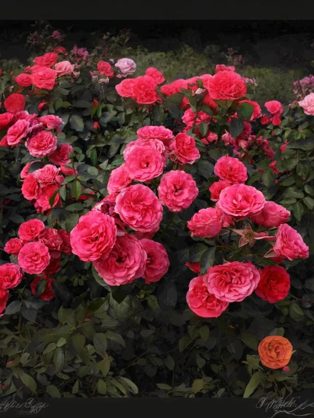 Роза плетистая Антик-89