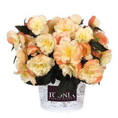 1267 Бегония ICONIA AROMA PEACH  (ВЕСНА 2025)