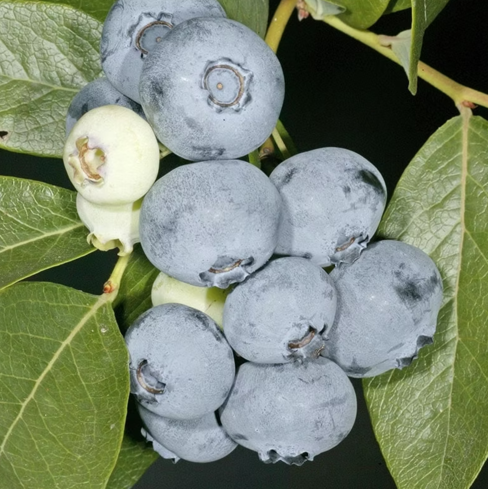 Голубика Спартан