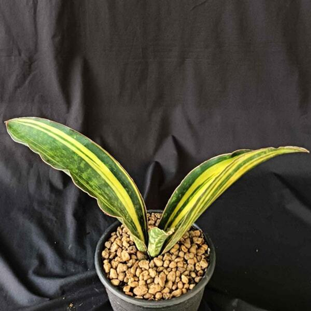 Сансевиерия MACROPHYLLA BLUE VAR