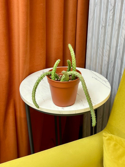 Гуэрния, D12см Н20см, 1шт, Urban Jungle (7143)