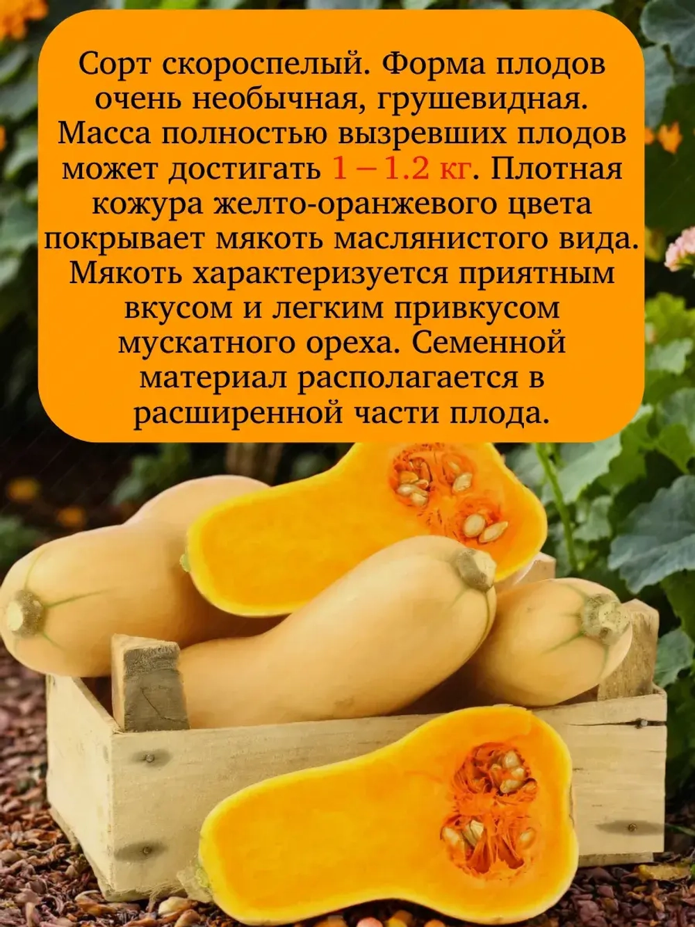 Семена Тыква Баттернат мускатная 5гр