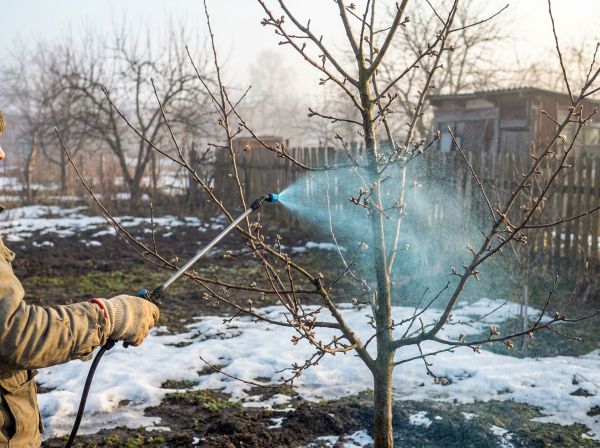 🌿 Медный купорос весной: не торопитесь, но и не проспите!