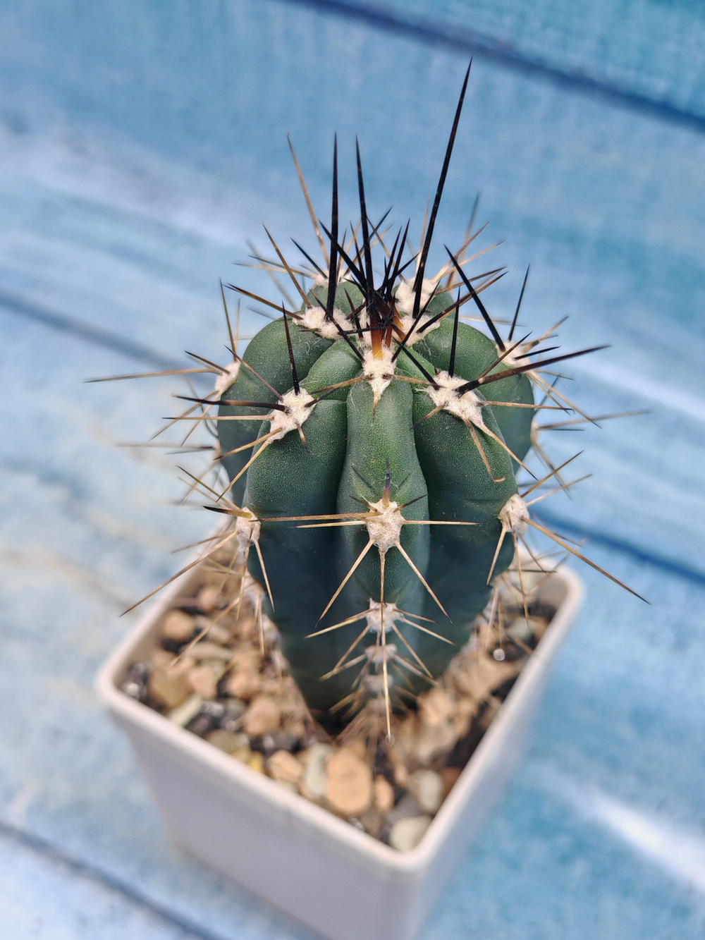 Stetsonia Coryne (Стэтсония)