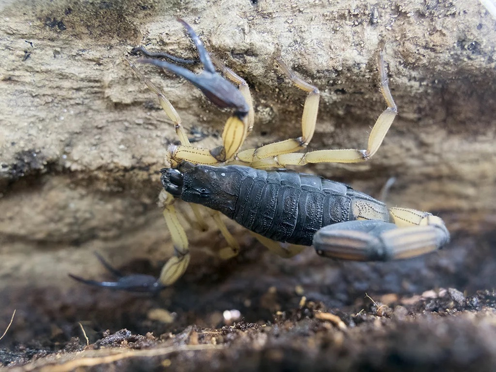 Скорпион Centruroides bicolor (Двуцветный скорпион)