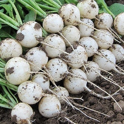 ПЁРЛ F1* семена редиса (Enza Zaden | Alexagro)