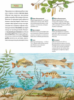 Животные и растения рек, озёр и морей. BIObook А. Толмачёва