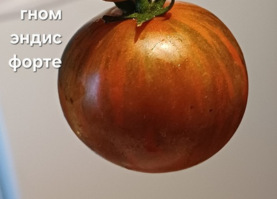 ГНОМ ЭНДИС ФОРТИ ( СОРОК ГНОМОВ ЭНДИ)