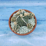 Astrophytum Myriostigma "Hakujo Fukuryu"  (Астрофитум)