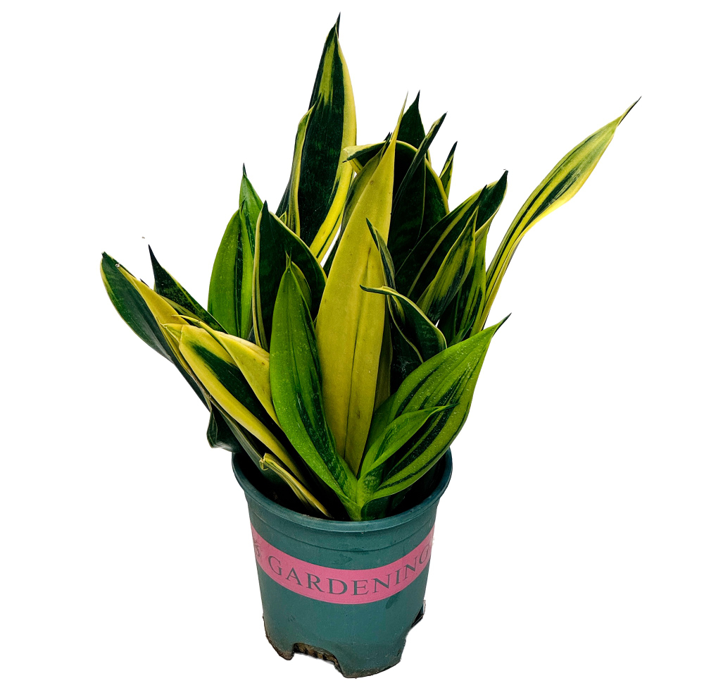 Сансевиерия Голдфлейм