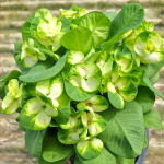 Эуфорбия Миля MANGKORN WARIN