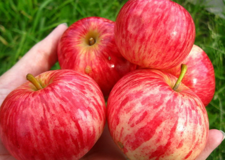 Яблоня Коричное полосатое ЗКС контейнер 7,5л, 3х летний саженец май 26