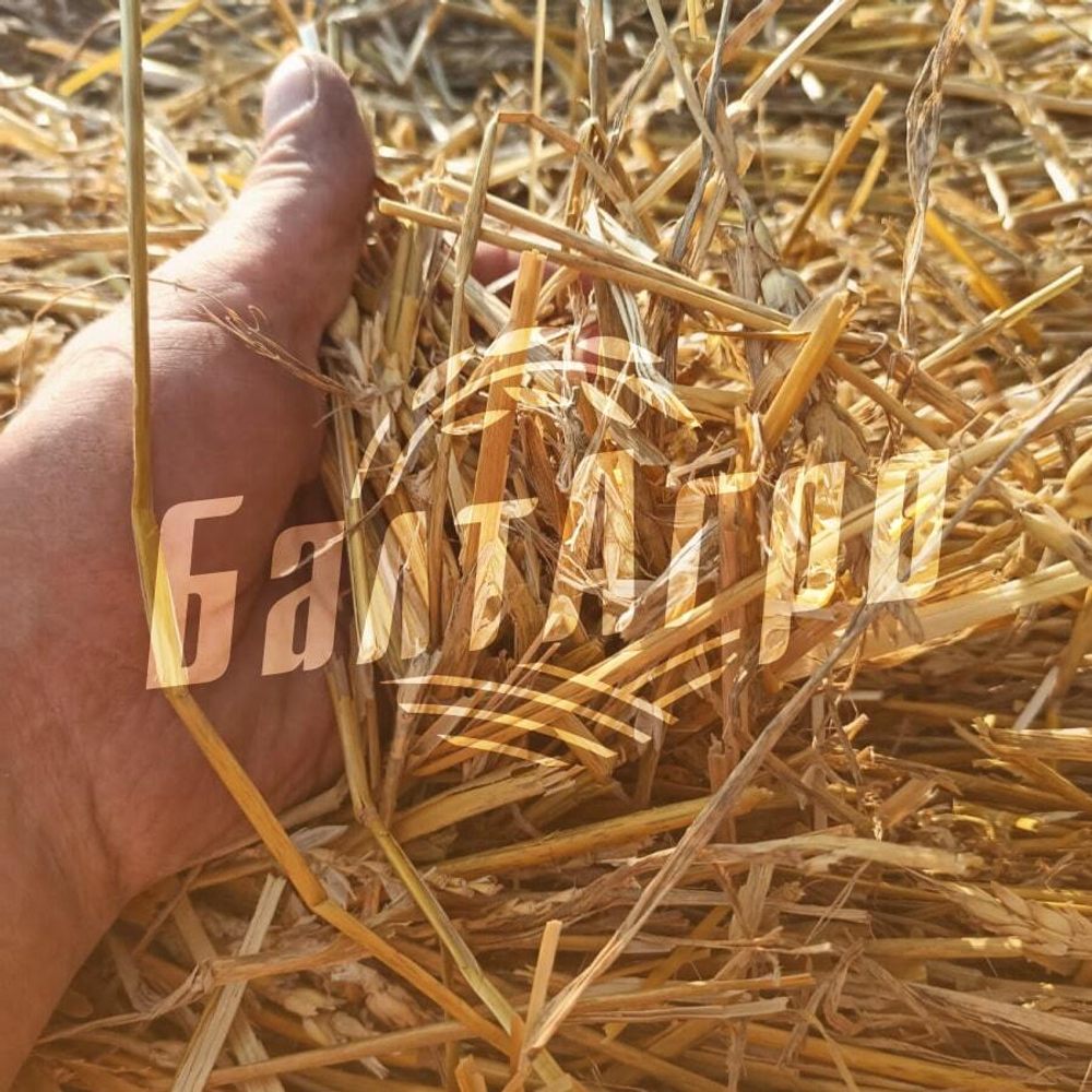 Солома пшеничная золотистая сухая, 2 кг