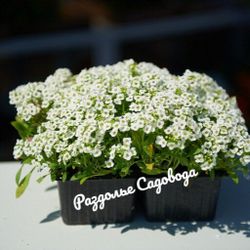 Алиссум (цена за 6 штук)