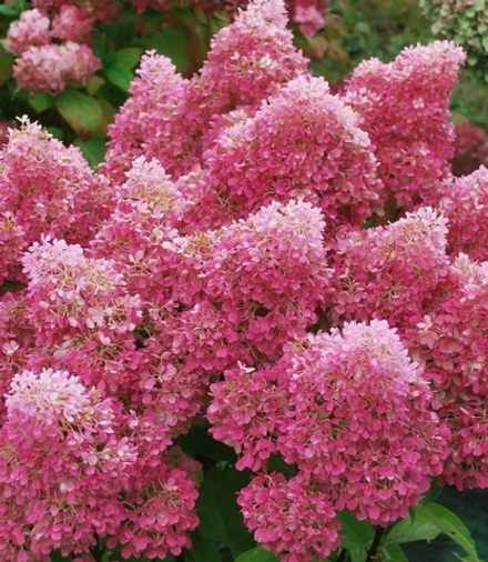 Петит Флори «Petite Flori» С3