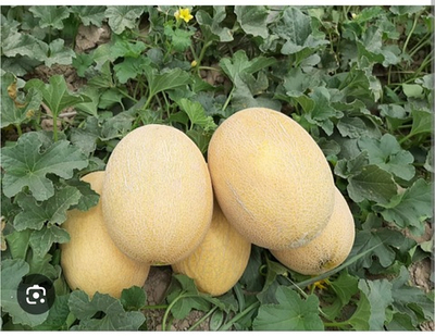 Дыня Дакаро F1 1000 - Dakara F1 семян