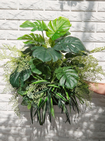 Монстера с папоротником 65см в кашпо