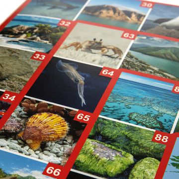 Игра настольная ходилка ФОТОвикторина "По морям и океанам"