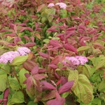 Спирея японская Макрофилла C5 40-60