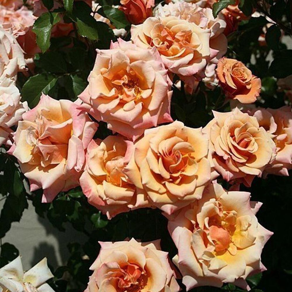 Сингин ин Зе Рэин (Singin’ in the Rain)