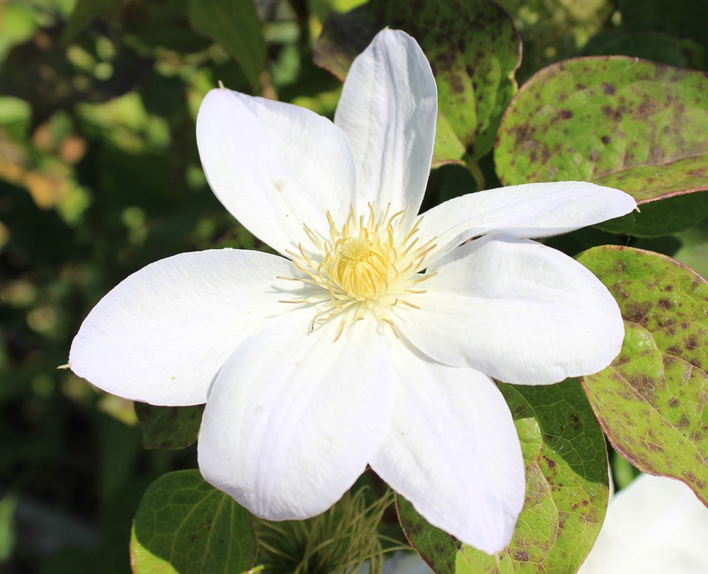 Клематис Вадас Праймроуз