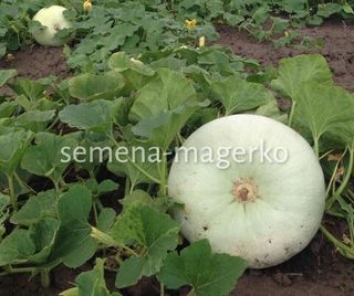 Тыква крупноплодная Волжская серая 92  50 (грамм)