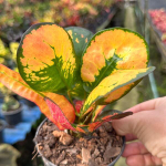 Кротон GIANT TANG HU