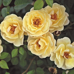 Роза Биненвайде Гельб С7 Закупка М57 июнь 2026