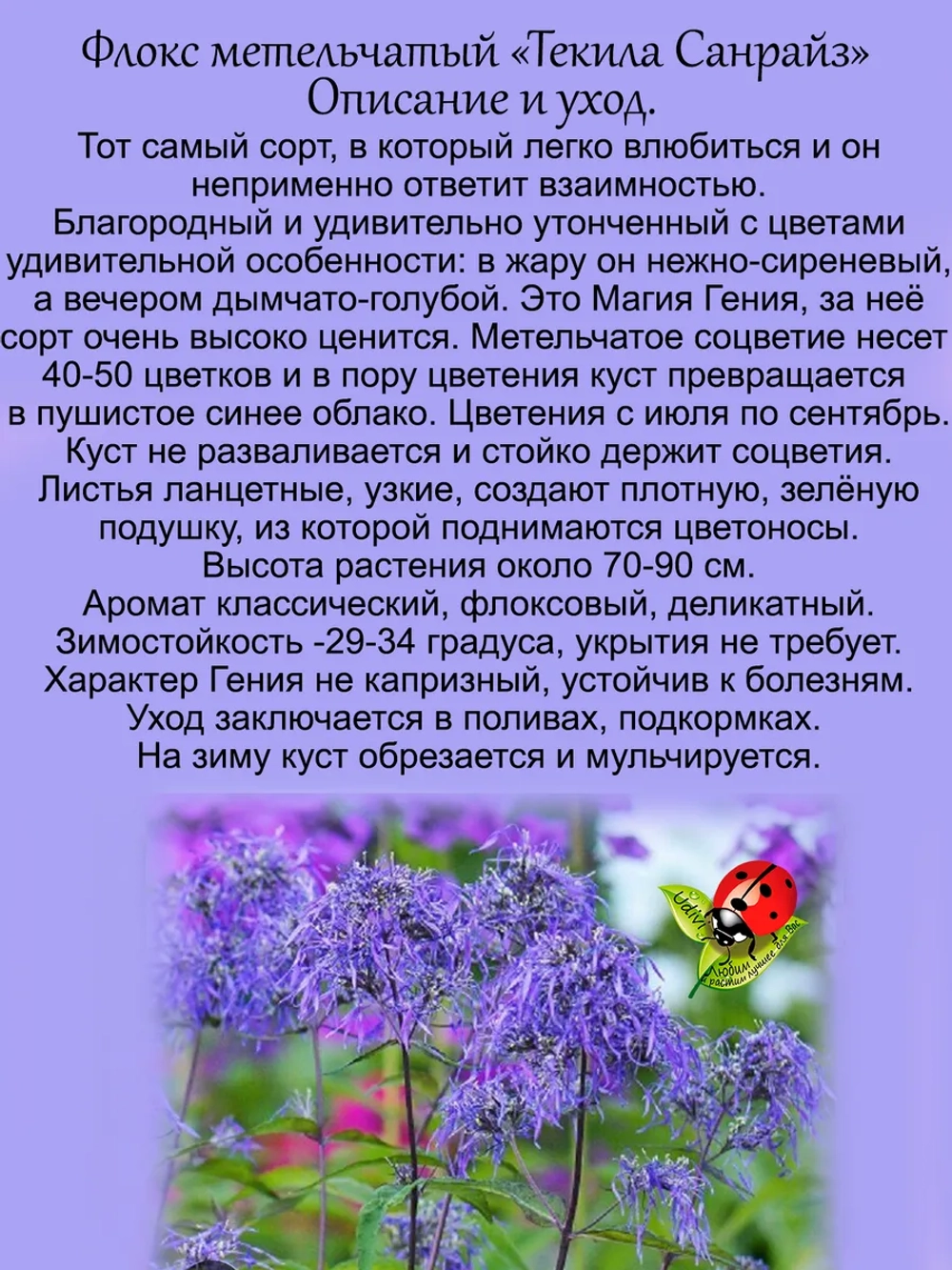 Флокс Гений метельчатый