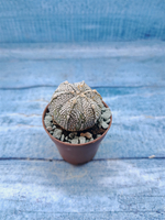 Astrophytum Asterias "Super Kabuto" (Астрофитум)