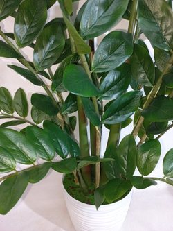 Замиокулькас искусственный 130см в кашпо