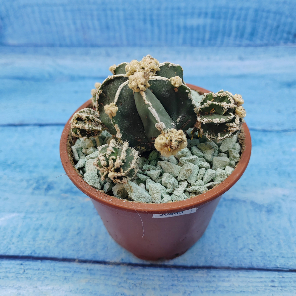Astrophytum Myriostigma "Hakujo Fukuryu"  (Астрофитум)