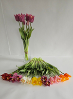 Тюльпаны лилиецветные / Арт 2527