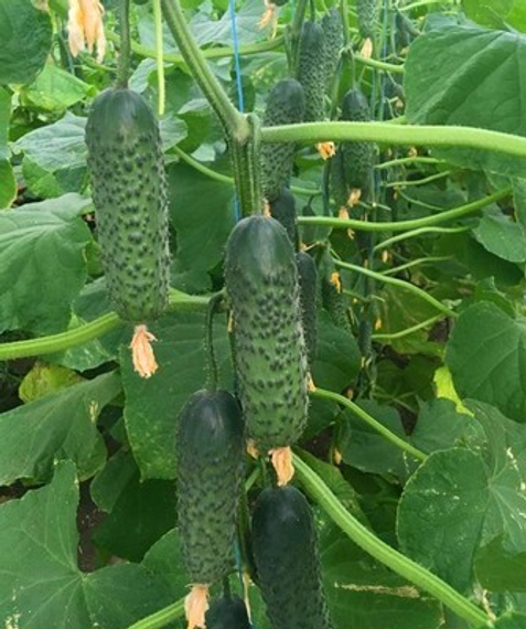 МАДРИЛЕНЕ F1 семена огурца Seminis купить – фото 2