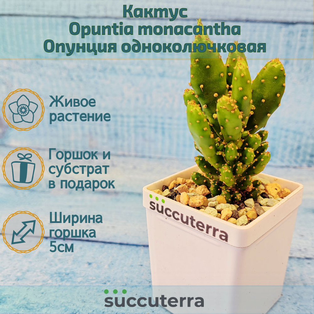 Opuntia monacantha (Опунция)