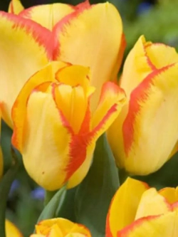 Тюльпаны луковицы многоцветковые Аутбрек на посадку