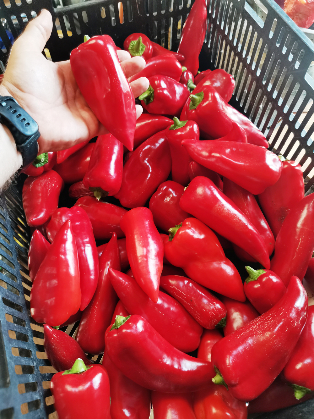 Перец Сахарный — Вишнёвое Вино