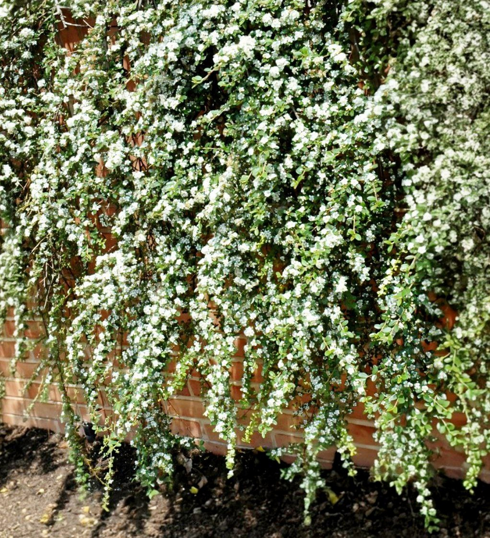 Кизильник гибридный Cotoneaster suesicus 'Coral Beauty'