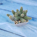 Chamaecereus Silvestrii (Хамецереус)