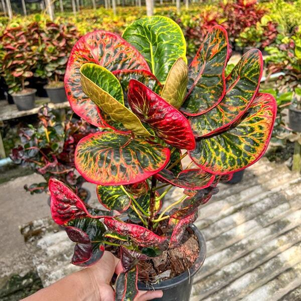 Кротон TALING CHAN