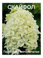 Скайфол гортензия метельчатая
