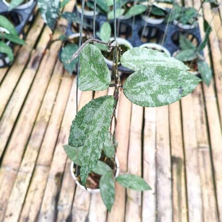 Хойя CAUDATA SPARKLING SNOW