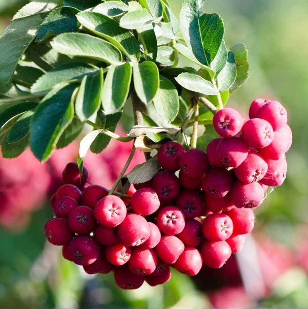 Рябина Титан