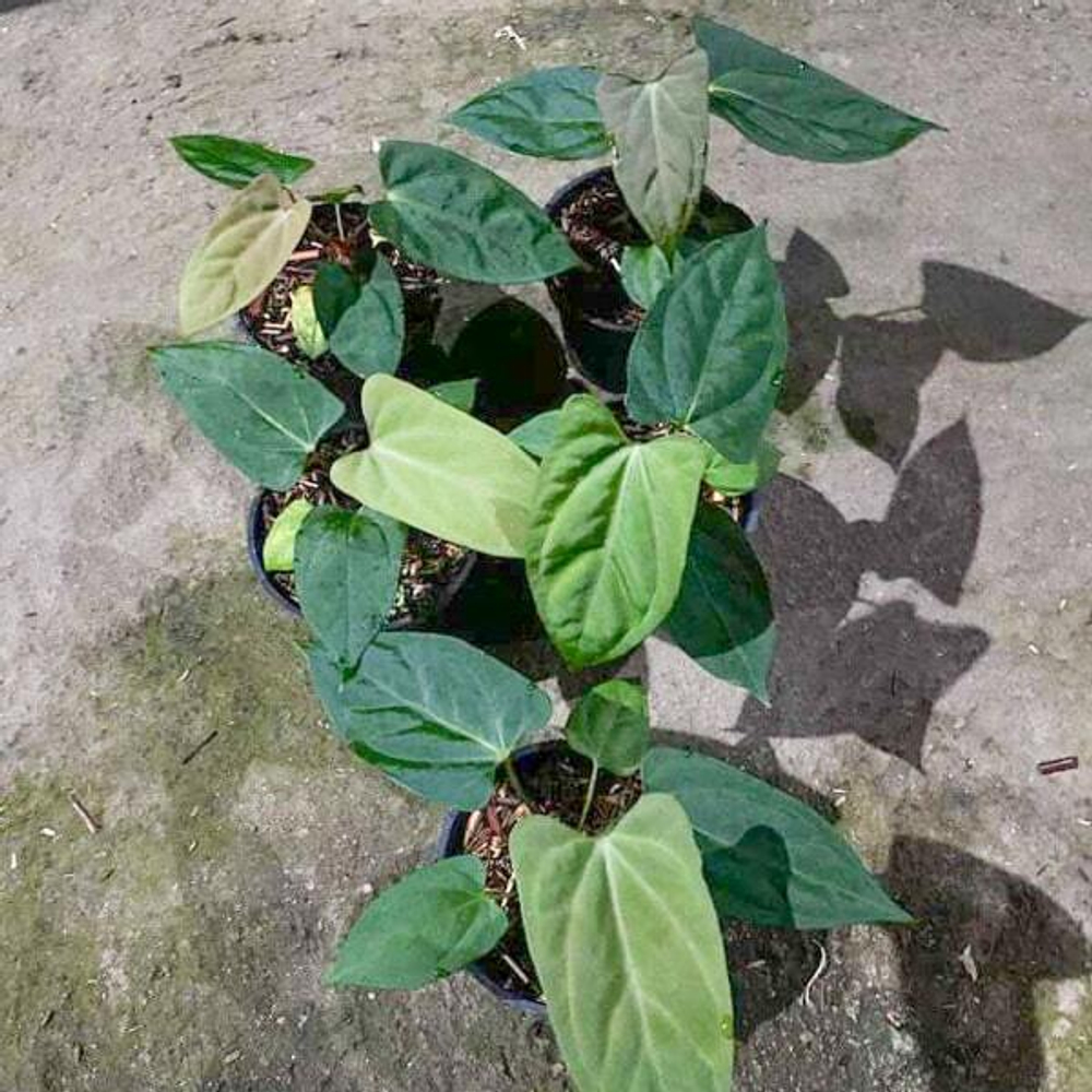 Антуриум PORTILLAE x DARK PHOENIX