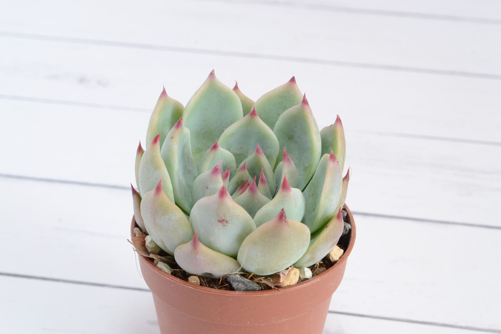 Echeveria chihuahuensis (Эхеверия) (SCT29364)