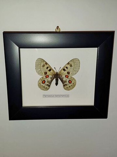 Бабочка Parnassius tianschanicus самка в рамке
