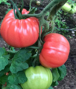 Пинк Кой F1 семена томата индетерминантного ( Yuksel Tohum / )