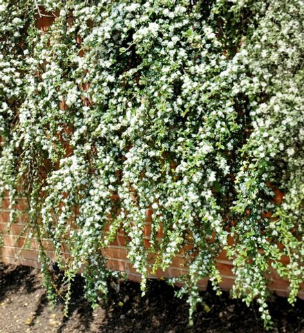 Кизильник гибридный Cotoneaster suesicus 'Coral Beauty'