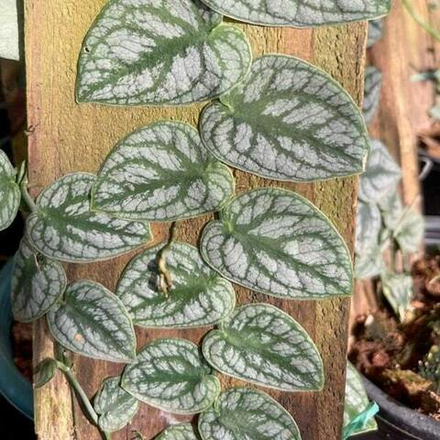 Монстера DUBBIA