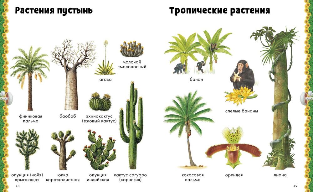 Природа. Визуальная энциклопедия
